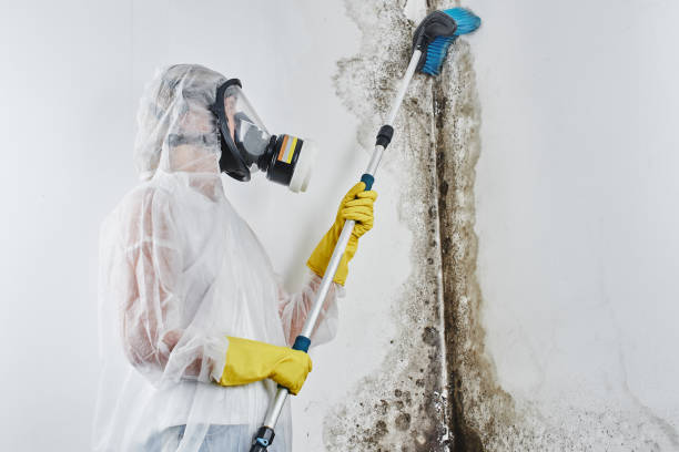 Professional Mold Removal Services in New Buffalo, MI